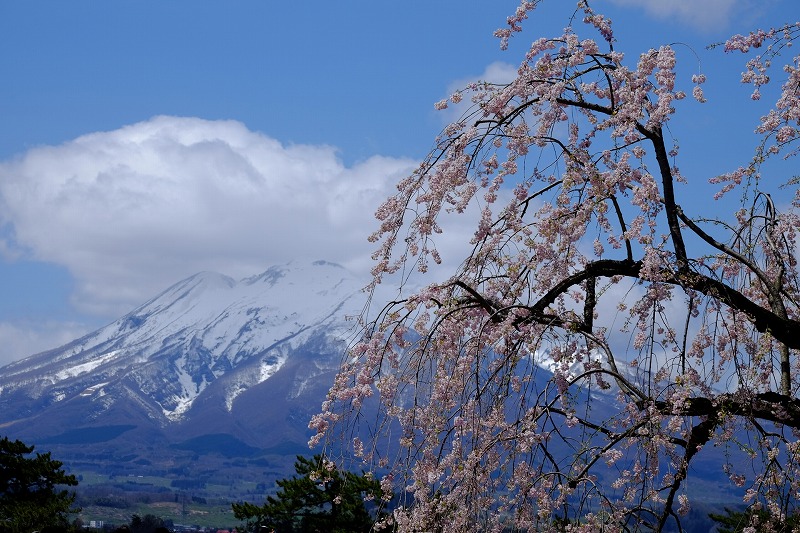 シダレ桜と山