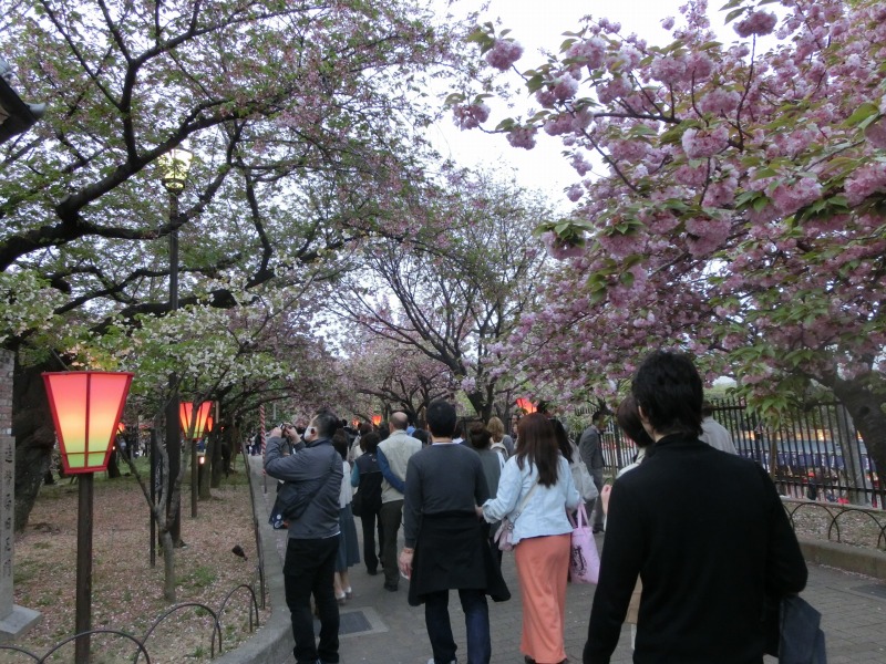 大阪造幣局の桜の通り抜け 年はいつ 生活情報お役立ちナビ