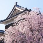 上田城桜