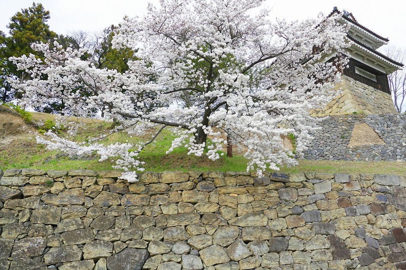 上田城塀の桜