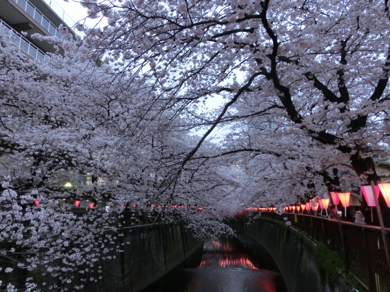 目黒川の桜　ライトアップ