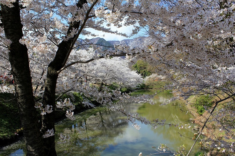 上田城お堀の桜