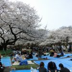 上野公園　お花見