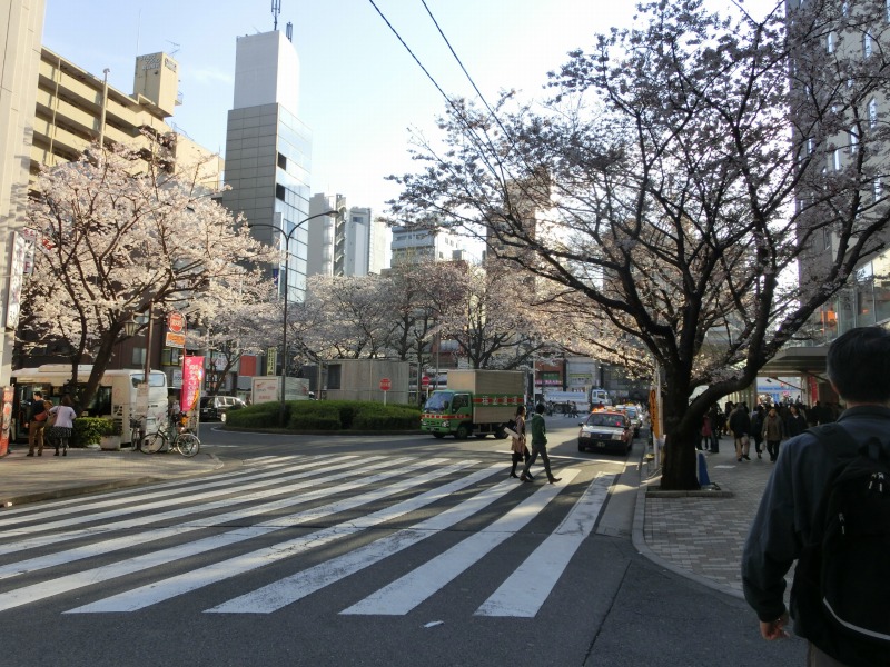 駒込駅前の桜
