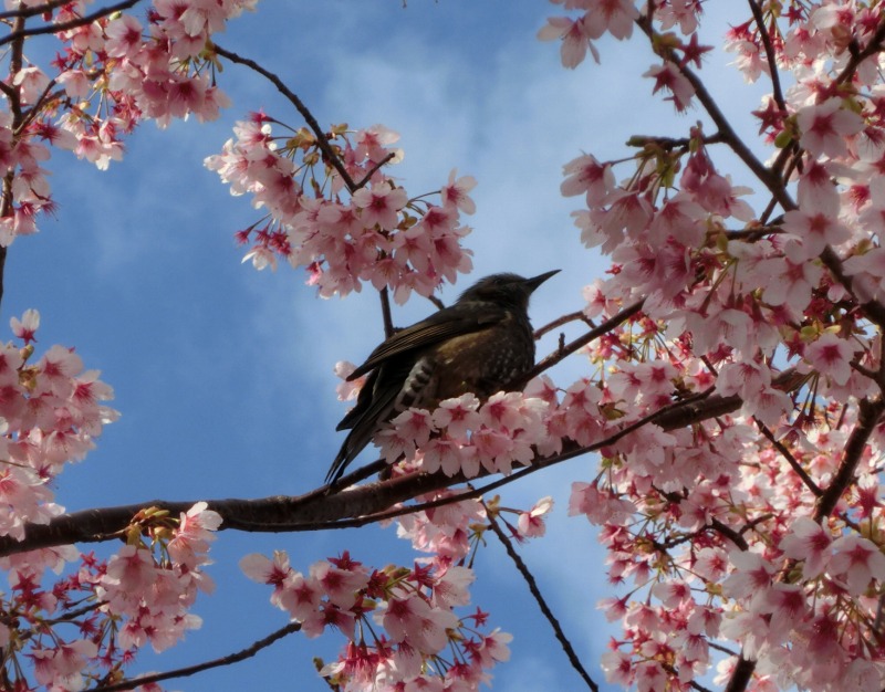 桜に鳥が