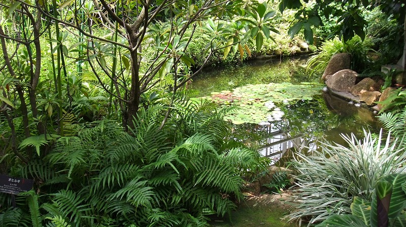 温室の沼