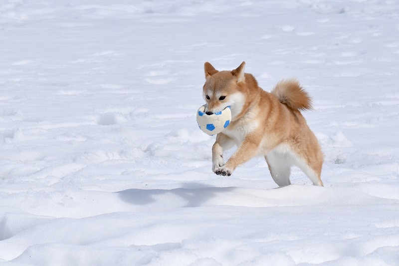 雪の中を走る犬