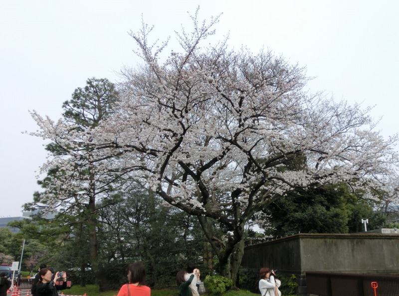 乾門の桜