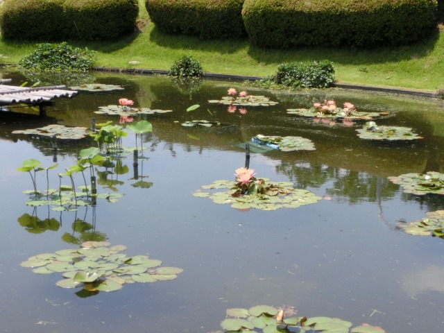 ビオトピアの睡蓮の池